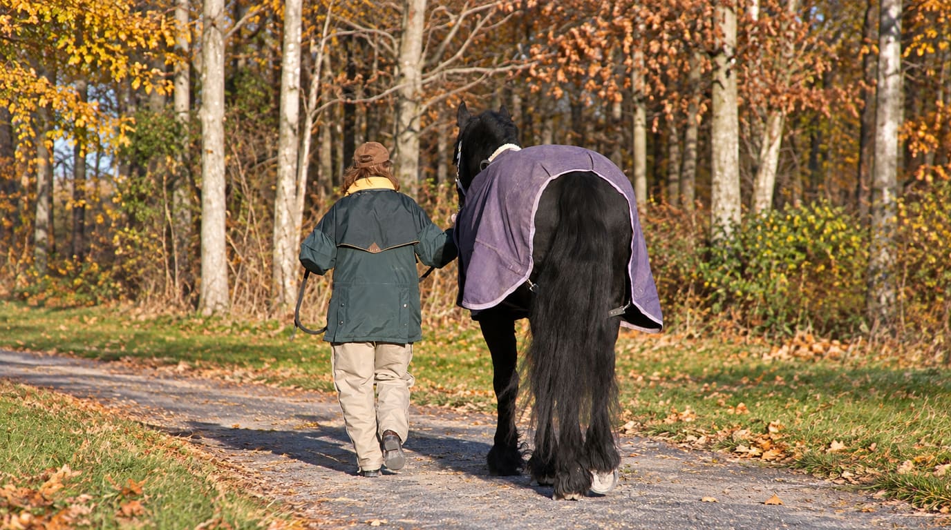 A handler in a green jacket walks a black horse wearing a purple blanket down a leaf-strewn path through autumn woods.
