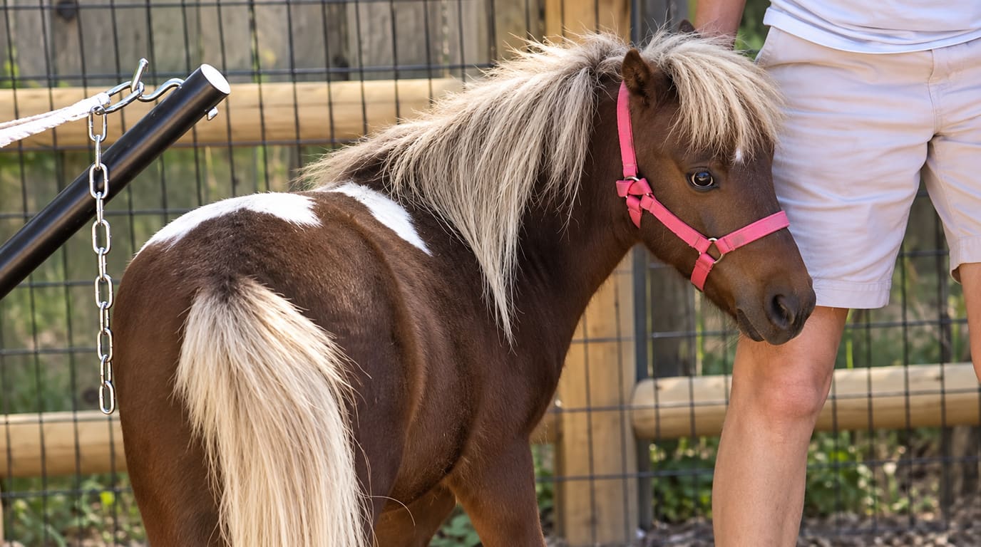 A brown-and-white pinto miniature horse with a fluffy blond mane and pink halter stands beside a person in light shorts at a wooden fence.