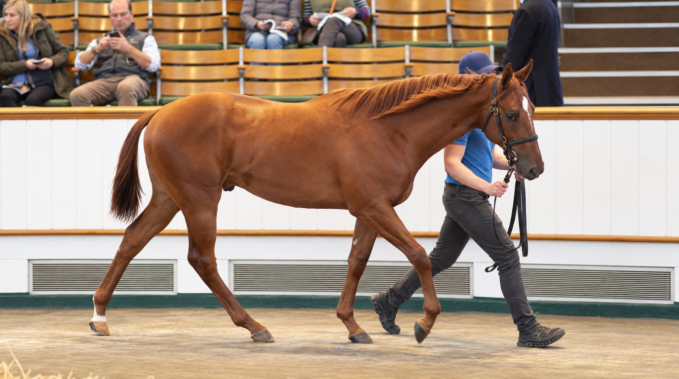 A chestnut yearling colt is led around a sand sales ring by a handler in a blue shirt and cap as buyers watch from wooden stands.